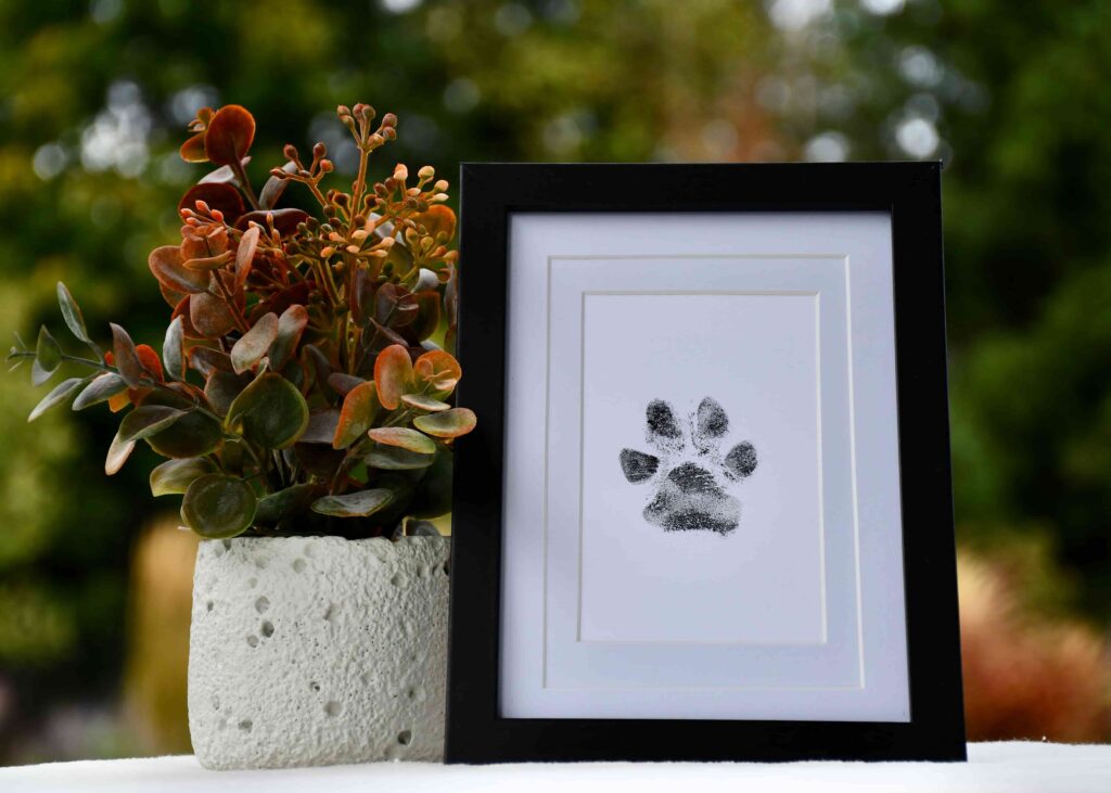 Framed black-and-white paw print keepsake displayed beside a small potted plant with reddish-green leaves, symbolizing a cherished pet’s memory.